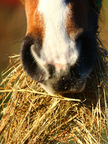 Timothy Hay Vs. Alfalfa