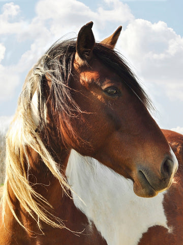 Top 10 Fun Facts About Horses