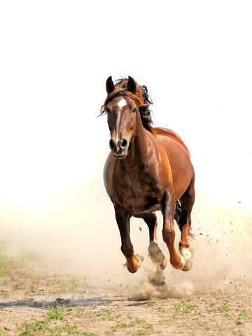 Top 6 Strongest Horse Breeds