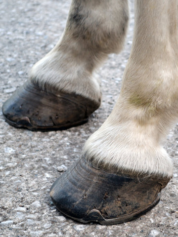 What Are Horses’ Hooves Made Of