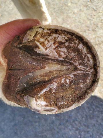 What Causes a Degloved Horse Hoof