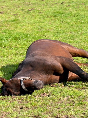 What Is Horse Colic