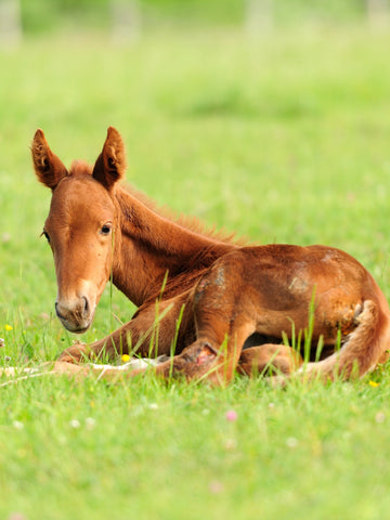 What Is a Baby Horse Called