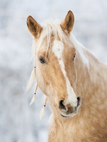 What Is a Cutting Horse