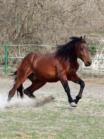 What Is a Gaited Horse