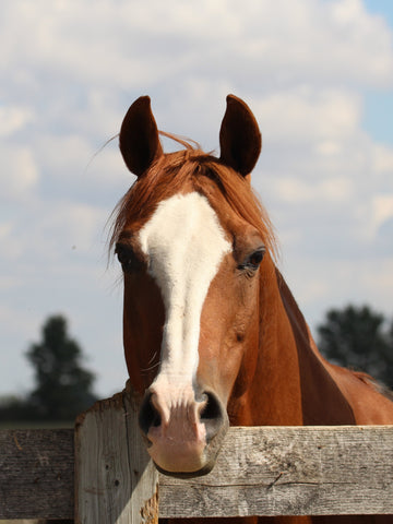 What Is a Gelding Horse