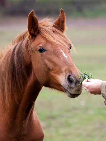 What Is a Male Horse Called