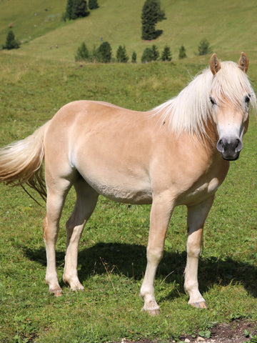 What Is a Mare Horse