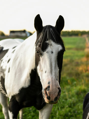 What Is a Medicine Hat Horse