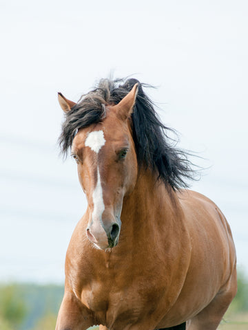 What Is a Mustang Horse