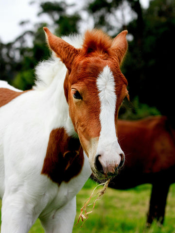 What is a Filly Horse