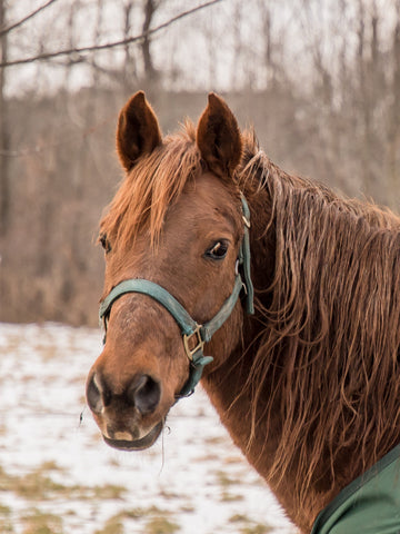 What is a Morgan Horse