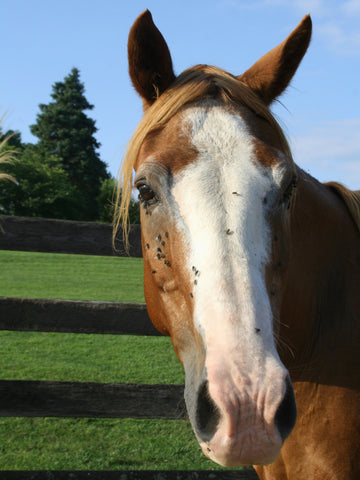 Why Do Horseflies Bite? (Prevention Tips)