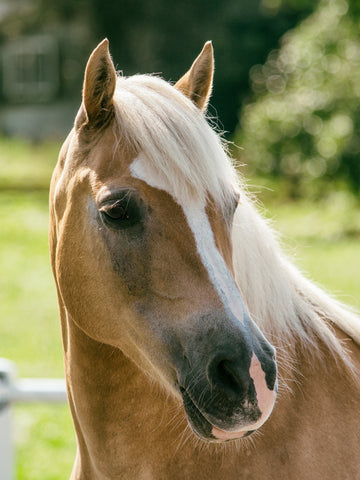 Why Do Horses Grow Mustaches