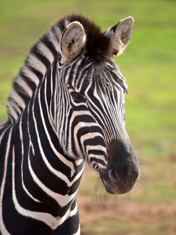 Zebra Vs Horse