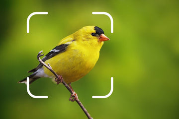 Top 10 Wild Bird Identifier by Song & Picture (2026)